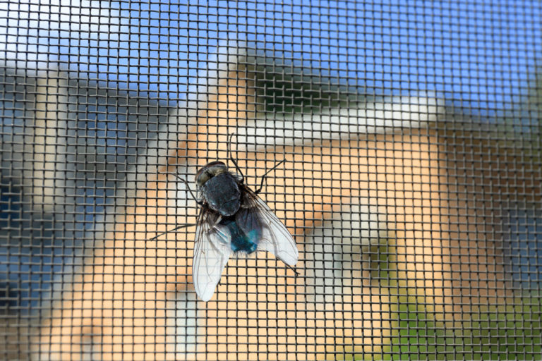 Plötzlich viele Fliegen im Haus: Ursachen & Gegenmaßnahmen