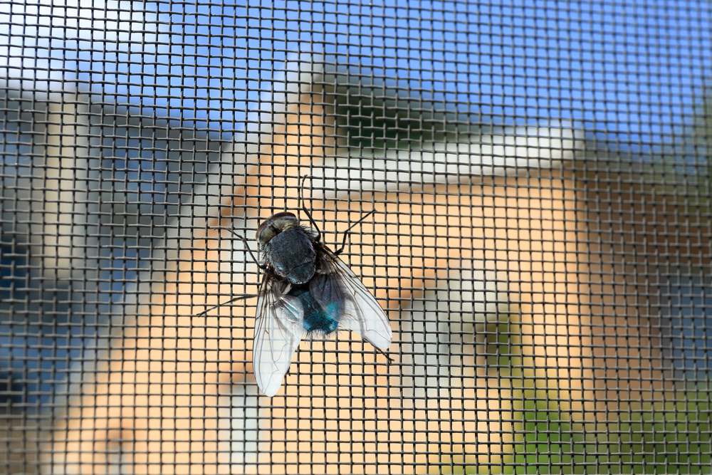 Plötzlich viele Fliegen im Haus Ursachen & Gegenmaßnahmen